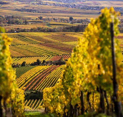Rochusberg Weinreben im Herbst mit Blick auf Weinanbaugebiet Rheinhessen, Quelle Stadt Bingen, Foto Torsten Silz