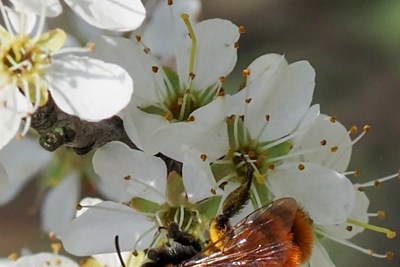 Wilde Kräuter und Wildbienen - Entdeckungstour durch den Park