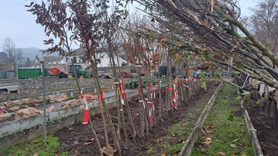 Baumsortierung für die Aktion „Dein Baum fürs Klima“ 2025
