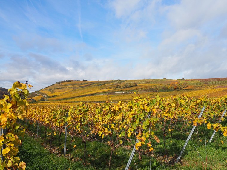 Große Lage Scharlachberg