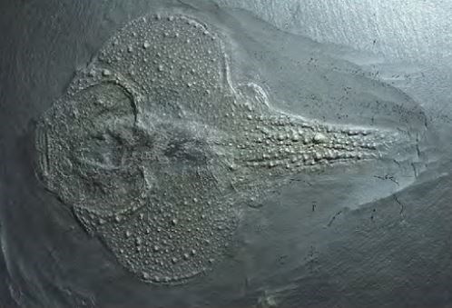 Vor 420 Millionen Jahren