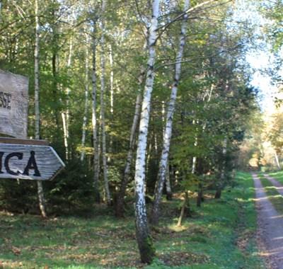 Bodendenkmal Villa Rustica Binger Wald