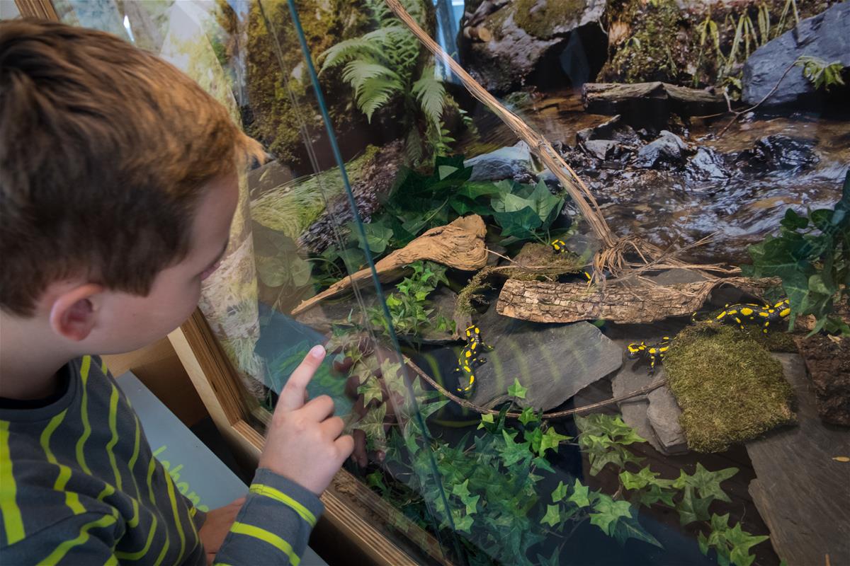 Terrarium  |  Quelle: Stadt Bingen / Martin Kaemper