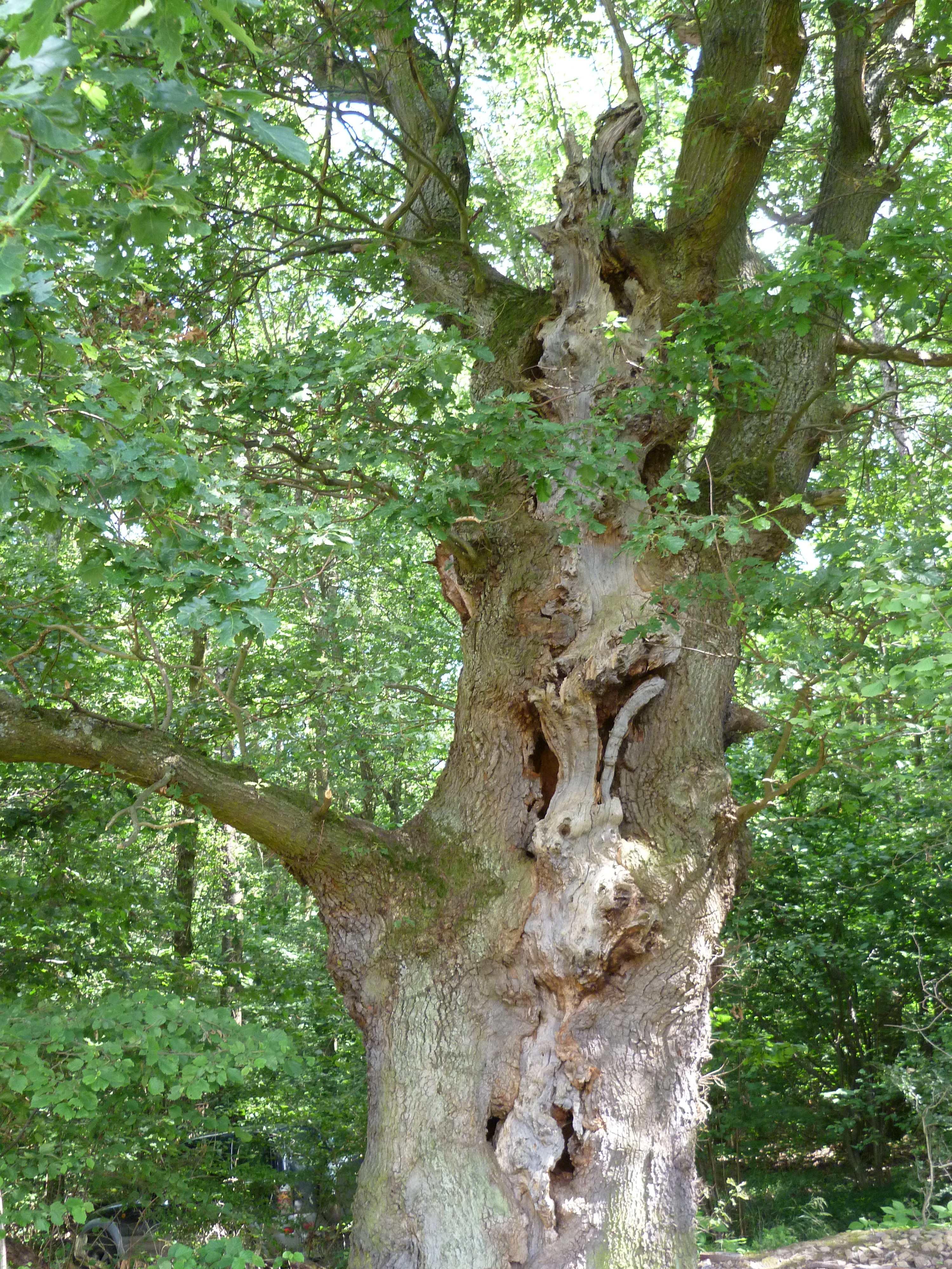 Methusalem – Diese ca. 700 Jahre alte „Grenzeiche“ ist wohl die älteste Stieleiche im Binger Wald. Sie ist Sinnbild für Stabilität, Gradlinigkeit und Charakterstärke. Untermietern sind u.a. Insekten, Fledermäuse und Eulen.   |  Quelle: Stadt Bingen