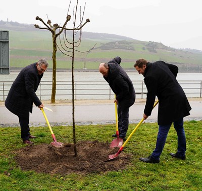 20 Jahre Welterbe Oberes Mittelrheintal – 'Welterbebaum' am Kulturufer gepflanzt