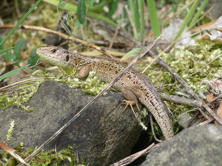 Sand lizard