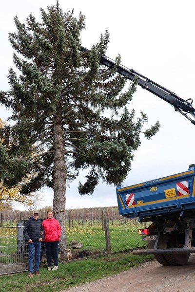 Käthi und Heiner Lunkenheimer mit „ihrer“ Blautanne“, die nun in den kommenden Wochen der Dromersheimer Weihnachtsbaum ist.