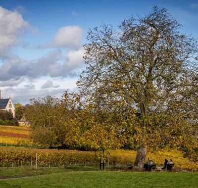Rochusberg Nussbaum im Herbst, Quelle Stadt Bingen, Foto Torsten Silz