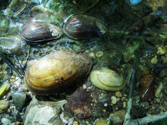 Muscheln (arturo)   |  Quelle: Artur Hartwig
