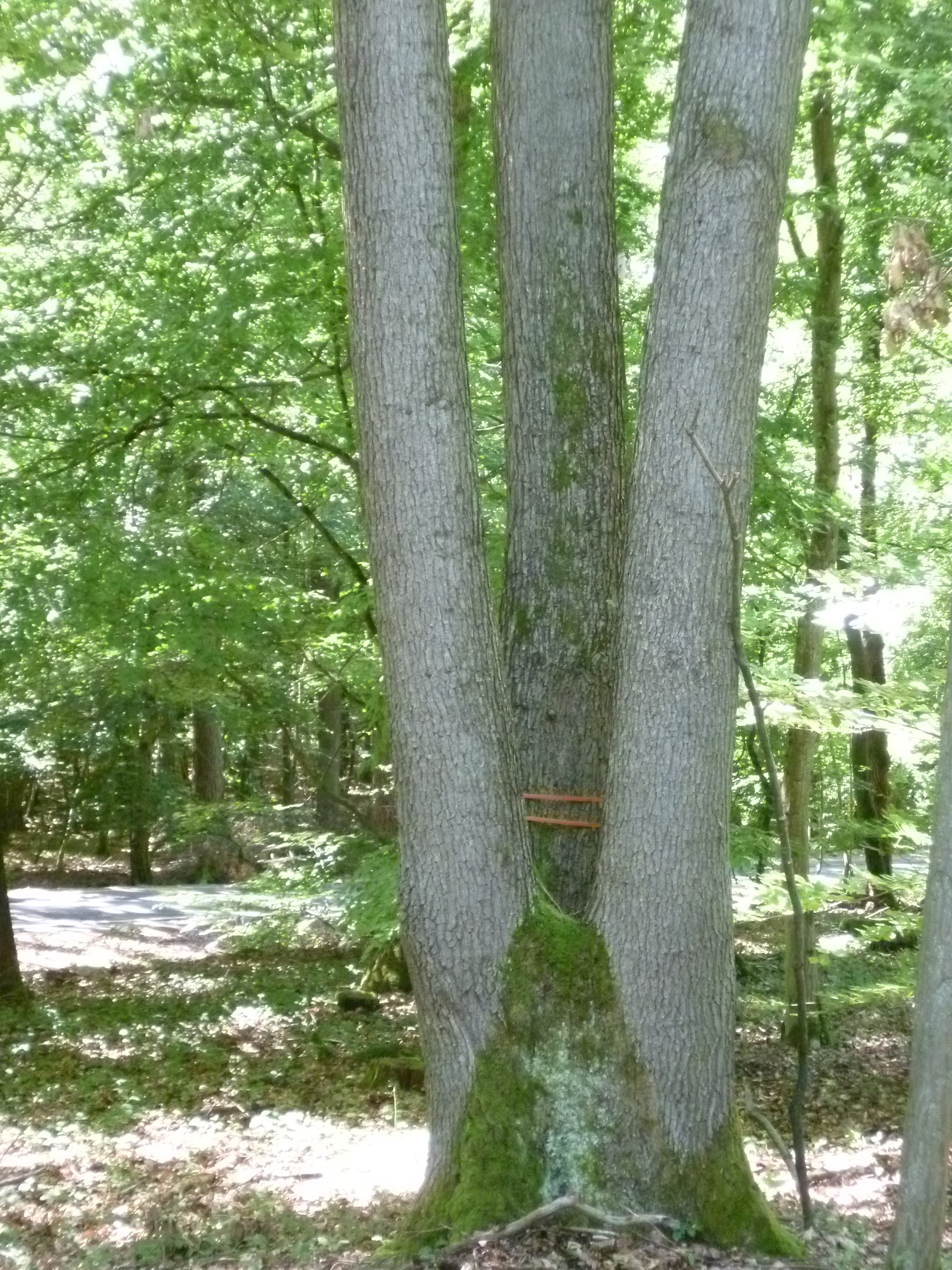 Drei Könige – Aus einem Stock erwachsen, stehen diese "drei Könige" seit ca. 120 Jahren im Binger Wald.  |  Quelle: Stadt Bingen