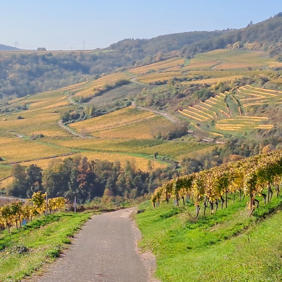   Quelle: Stadt Bingen