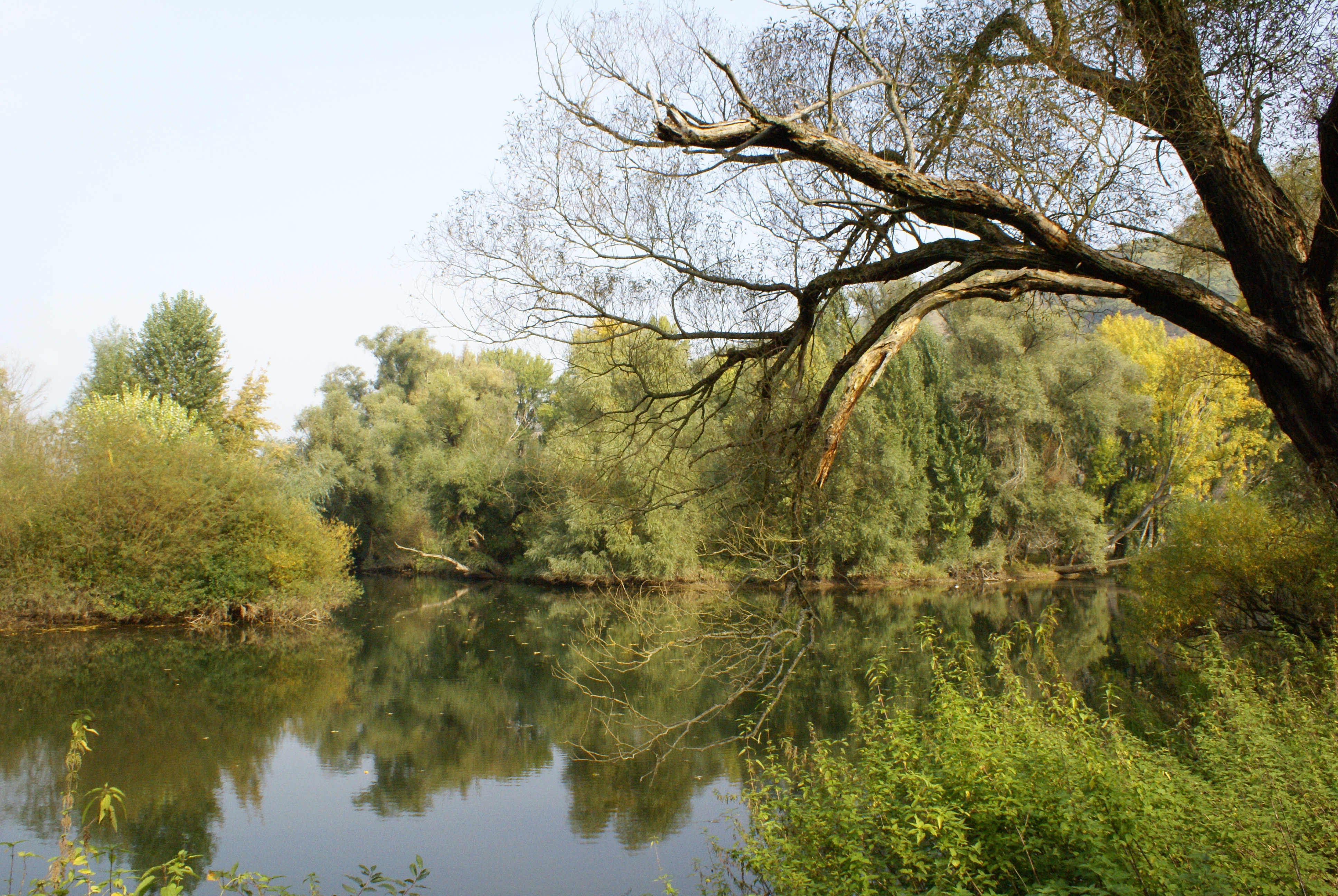 Buhnenfeld der Rheinkribben_c_NABU  |  Quelle: NABU