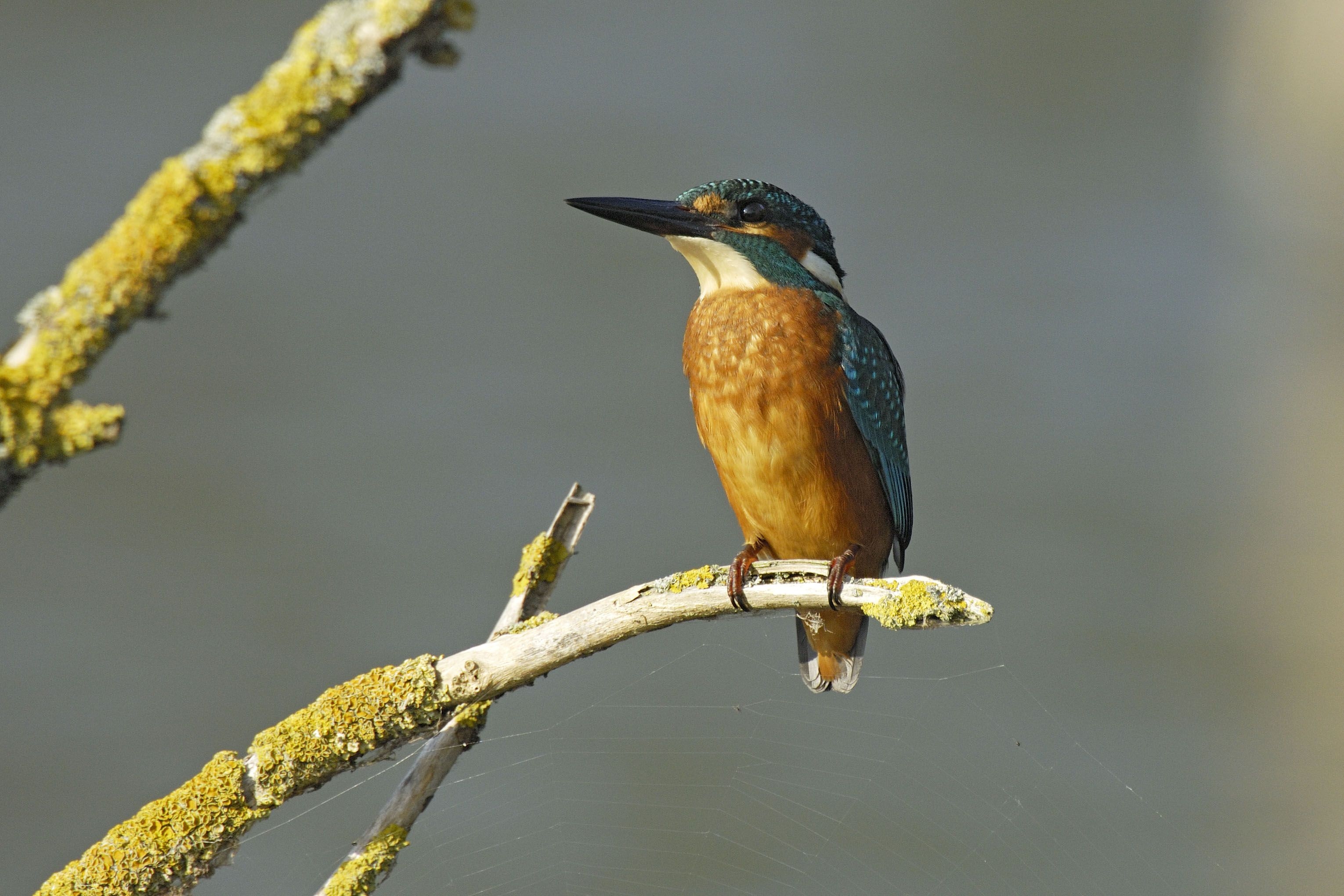 Eisvogel  |  Quelle:  NABU / Tom Dove
