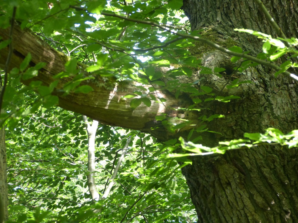 Elefantenbaum – Diese Baumpersönlichkeit macht dieser Bezeichnung alle Ehre: Wir finden die Ähnlichkeit mit einem 'Dickhäuter' wirklich verblüffend...  |  Quelle: Gerhard Jost