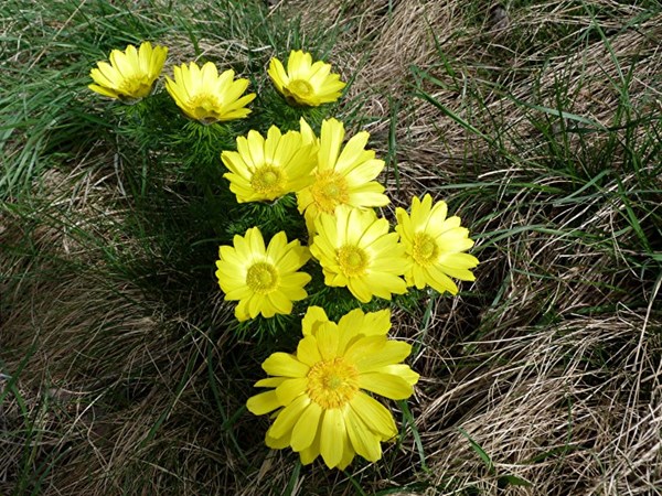 Frühlings-Adonisroeschen