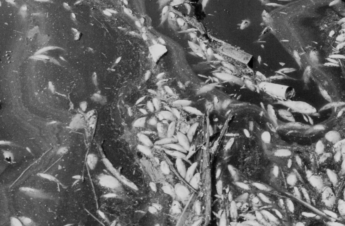Fischsterben im Rhein  |  Quelle: Ministerium für Umwelt Forsten und Verbraucherschutz RLP
